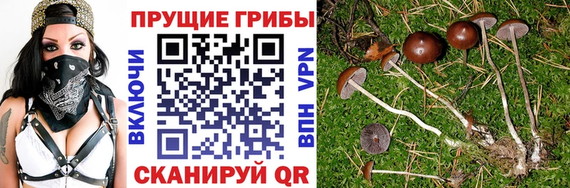 hydra ССЫЛКА  Жердевка  Галлюциногенные грибы Cubensis 